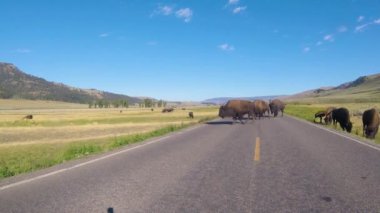 Amerikan bizon sürüsü Lamar Vadisi, Yellowstone Ulusal Parkı, Wyoming, ABD 'de trafiği engelliyor..