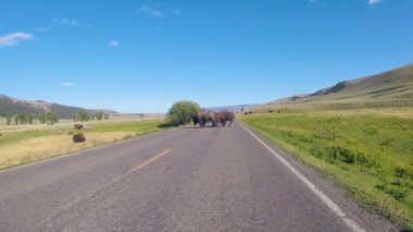 Amerikan bizonu Lamar Vadisi, Yellowstone Ulusal Parkı, Wyoming, ABD 'de trafiği engelliyor..