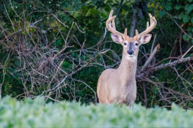 Beyaz kuyruklu geyik (Odocoileus virginianus) kadife boynuzlarıyla bir ormanın kenarında duruyor ve soya fasulyesi tarlasında yazın sonlarında Wisconsin 'de kameraya bakıyor.