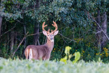 Beyaz kuyruklu geyik (Odocoileus virginianus) kadife boynuzlarıyla bir ormanın kenarında duruyor ve soya fasulyesi tarlasında yazın sonlarında Wisconsin 'de kameraya bakıyor.
