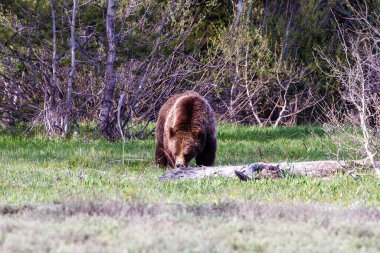 Grizzly Bear (Ursus arctos horribilis) Grand Teton Ulusal Parkı, Jackson Hole, Wyoming, ABD 'de bahar aylarında yiyecek aramak için bir çayırda  