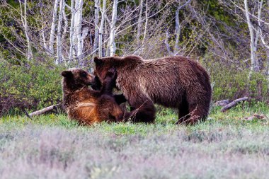 Boz Ayı (Ursus arctos horribilis) anne ve yavrusu baharda Grand Teton Ulusal Parkı 'nda neşe içinde güreşiyorlar..