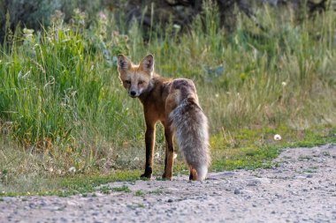 Kırmızı Tilki (Vulpes vulpes) Grand Teton Ulusal Parkı 'nda yaz boyunca ABD' nin Wyoming şehrinde bir yolda durup kameraya bakıyor.