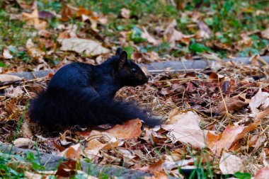 Black colored wild Eastern gray squirrel (Sciurus carolinensis) on the ground during fall. clipart