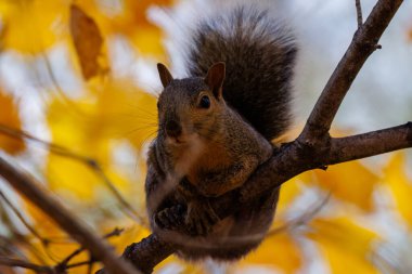 Doğu gri sincabı (Sciurus carolinensis) parlak renkli bir sonbahar arka planına sahip bir ağaç dalında. 
