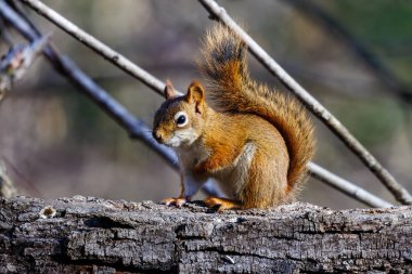 Wisconsin 'de sonbaharda bir kütüğün üzerinde oturan bir Amerikan Kırmızı Sincap' ına (Tamiasciurus hudsonicus) yakın plan. 
