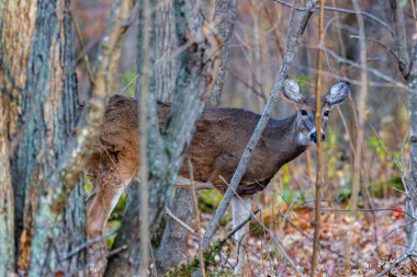 Üç bacaklı ak kuyruklu geyik (Odocoileus virginianus) Wisconsin 'de düşerken bir fidan ağacının arkasında saklanır.. 