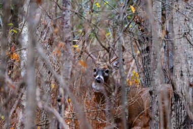 Beyaz kuyruklu geyik (Odocoileus virginianus) Wisconsin 'de sonbahar monotonluğu sırasında çalılıklarda saklanır.