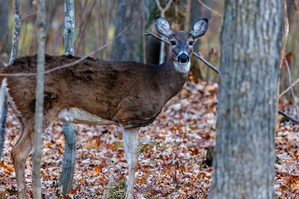 Wisconsin 'de düşerken ormanda bir açıklıkta duran üç bacaklı Whitetail geyiği (Odocoileus virginianus). 
