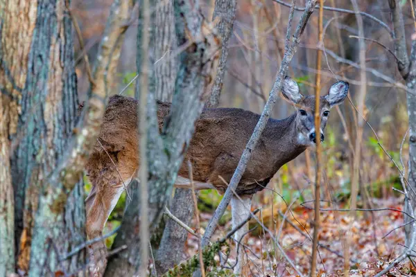 Üç bacaklı ak kuyruklu geyik (Odocoileus virginianus) Wisconsin 'de düşerken bir fidan ağacının arkasında saklanır.. 