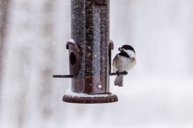 Wisconsin 'deki kar fırtınası sırasında gagasında siyah yağlı bir ayçiçeği tohumu bulunan siyah başlıklı bir tavuğun (Poecile atricapillus) yakın çekim görüntüsü..