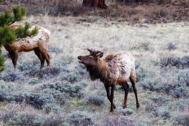 Elk (Cervus Canadensis) in Rocky Mountain National Park during spring in Colorado clipart