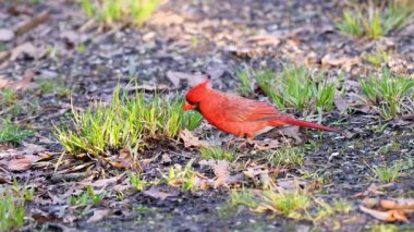 Erkek Kuzey Kardinali (Cardinalis Cardinalis) ABD 'nin Wisconsin kentinde bahar aylarında yerden kuş yemi toplar ve beslenir.