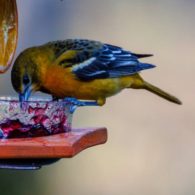 Baharın başında Wisconsin 'de üzüm reçeli yiyen bir besleyiciye tünemiş dişi bir Baltimore oriolünün (Icterus galbula) kapanışı