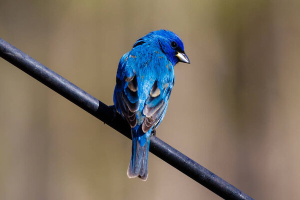 Индиго (Passerina cyanea) сидел на столбе, обращенный вправо, во время весны в Висконсине.