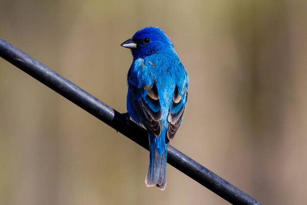 Индиго (Passerina cyanea) сидела на столбе, обращая взор влево, во время весны в Висконсине.