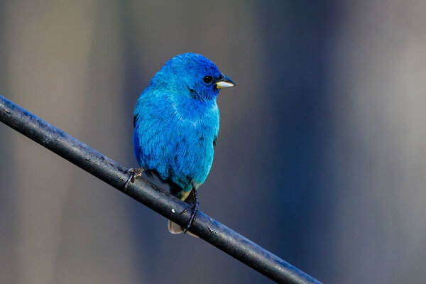 Индиго (Passerina cyanea) сидел на столбе, обращенный лицом и выглядящий прямо весной.