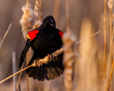 Kırmızı kanatlı bir karatavuğun (Agelaius phoeniceus) ön görüntüsü ilkbahar boyunca bir kanat kuyruğuna tünemiştir.