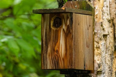 Ev yapımı kuş evi yaz boyunca ormanda ölü bir ağaca monte edilmiş ve arka planda yeşil yapraklar var.. 