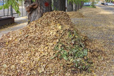 Sonbaharda bir ağacın altında düşen yapraklar.