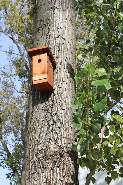 Vogelfutterhäuschen Auf Dem Baum Wald — Stockfoto