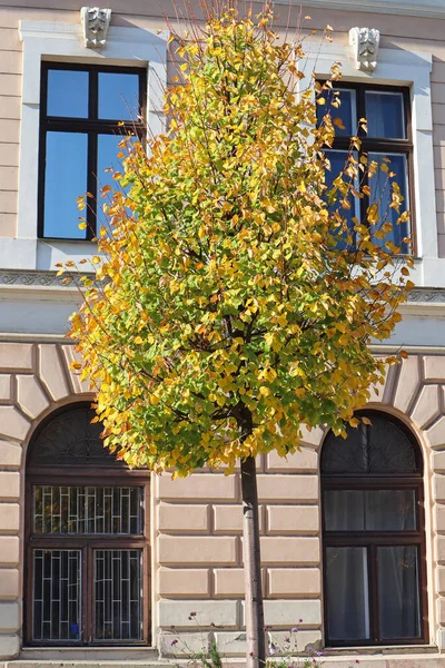 Дерево Осеннего Цвета Перед Старым Зданием — стоковое фото