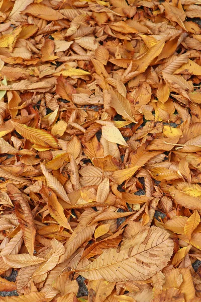 Lehullott Levelek Erdőben Ősszel — Stock Fotó
