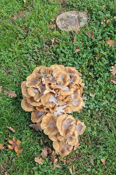 Large Mushrooms Woods — Stock Photo, Image