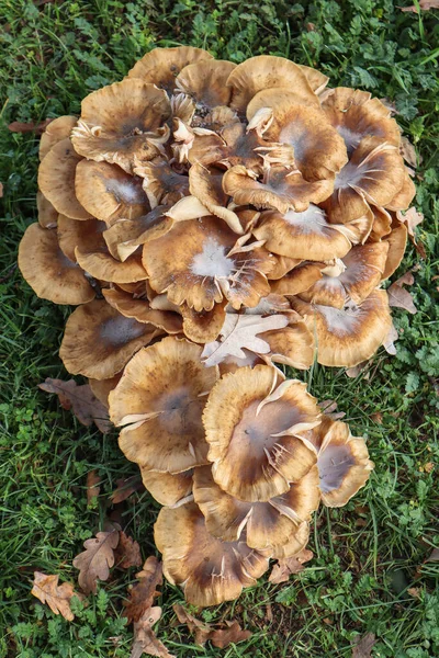 Large Mushrooms Woods — Stock Photo, Image
