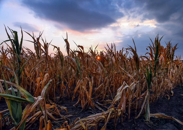 Corn field at the time of drought at sunset