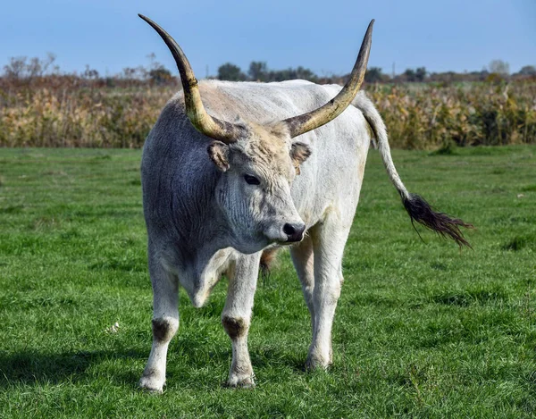 Hortobagy Deki Çayırda Gri Yabani Sığırlar — Stok fotoğraf