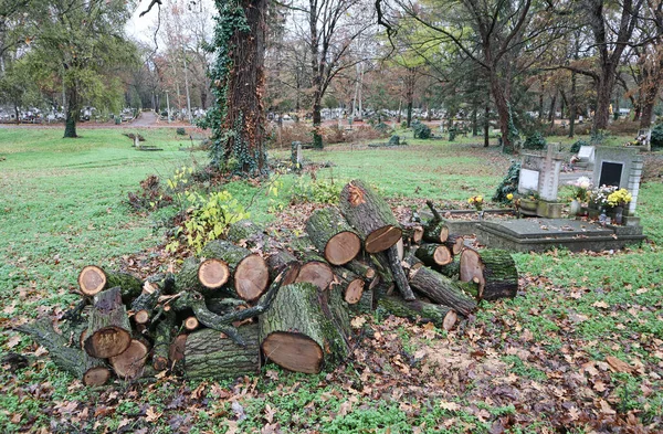 Recorte Recorte Árvore Tronco Tronco Árvore Inverno Dano Close Dead — Fotografia de Stock