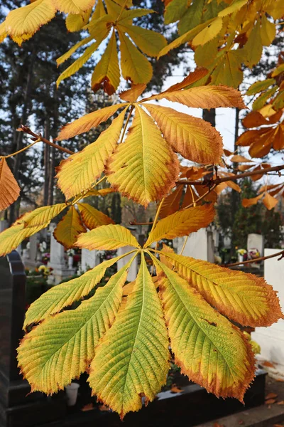 Kastanienbaumblätter Den Drei Herbst — Stockfoto