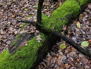 Sonbahar zamanı ormanda devrilmiş ağaçlar.