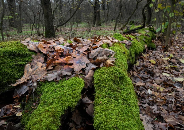 Fallen Trees Woods Autumn Time — Stock Photo, Image