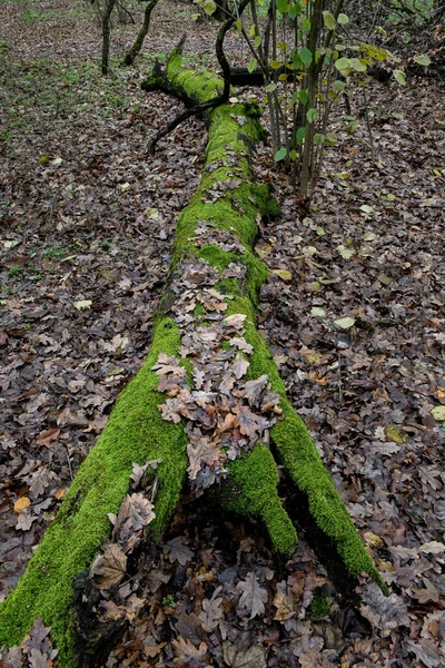 Umgestürzte Bäume Wald Herbstzeit — Stockfoto