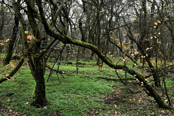 Árboles Caídos Bosque Otoño —  Fotos de Stock