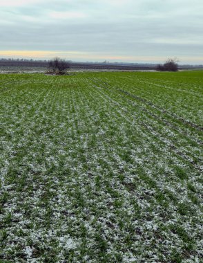 Kışın sonbahar arpa tarlası