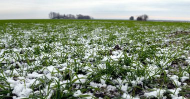 Kışın sonbahar arpa tarlası