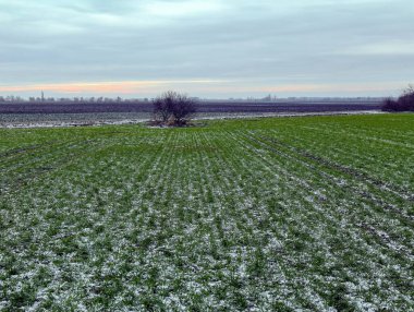 Kışın sonbahar arpa tarlası