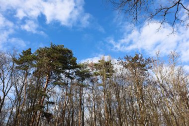 High trees in the woods in winter time