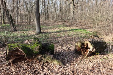 Old fallen dry tree in the woods winter time