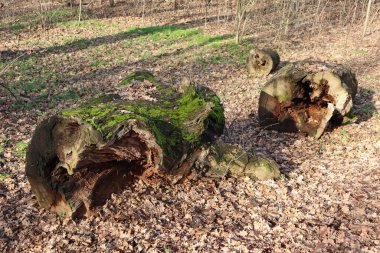 Old fallen dry tree in the woods winter time