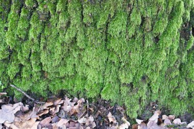 Green moss on the trunk of an old tree in the woods