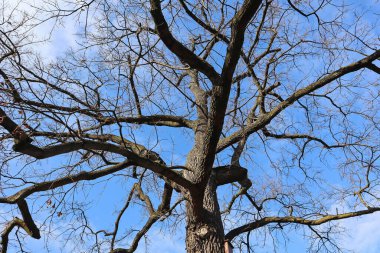 Old oak tree in the woods winter time