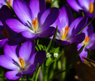 Crocus çiçekleri makro fotoğraf zamanı bahar zamanı