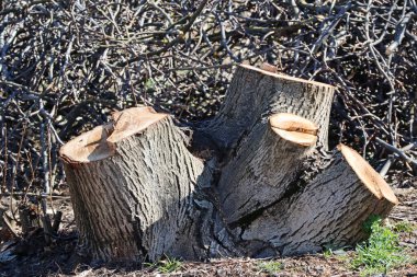 Sokakta kesilmiş ağaç gövdeleri.
