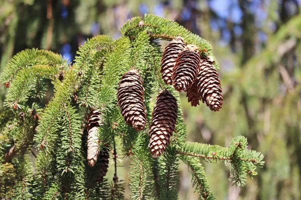 Cones Pine Tree Spring Time — Stock Photo, Image