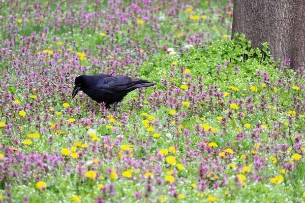 春天的时候 草甸上有一只黑乌鸦 — 图库照片