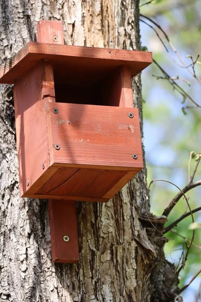 Casa Alimentador Pássaros Uma Árvore Floresta — Fotografia de Stock